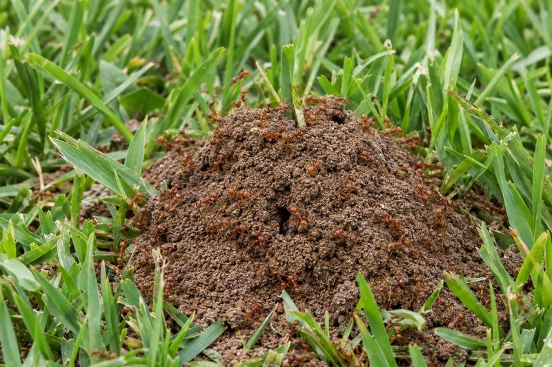 Fire ant mound