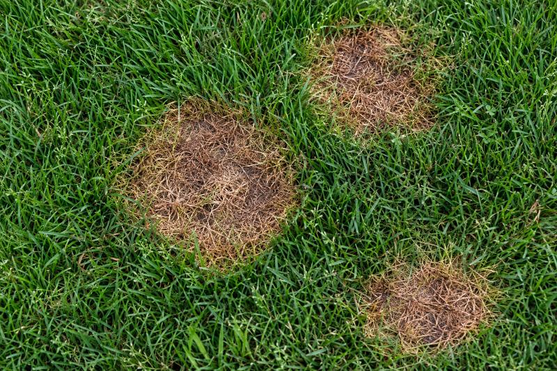 Lawn fungus damage