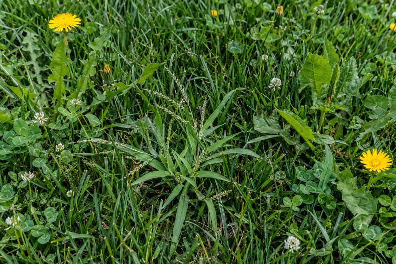 Weeds in lawn